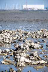 View on Oosterschelde at low tide time,  sea bottom with variety of wild shells and oysters allowed to be collected and eaten, Zeeland, Yerseke, Netherlads