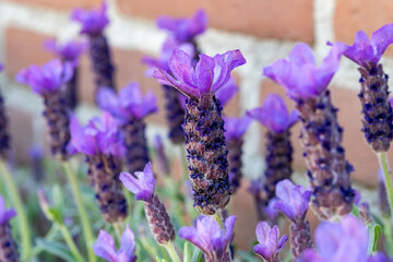 Blossom of Lavandula stoechas, Spanish lavender, topped or French lavender, species of lavender native to Mediterranean Basin