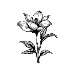 Botanical drawing showcases delicate flower, crafted with refined lines and precise shading