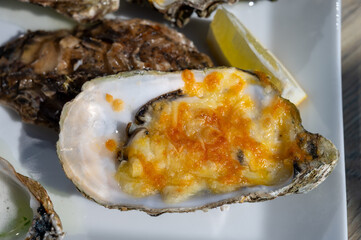 Eating of fresh Zeeuwse creuse oysters on farm in Yerseke with living harvested oysters, Oosterschelde, Zeeland, Netherlands.Au gratin oysters with cheese from oven.