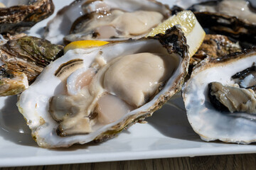 Eating of fresh Zeeuwse creuse oysters on farm in Yerseke with living harvested oysters,...