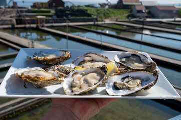 Eating of fresh Zeeuwse creuse oysters on farm in Yerseke, Oosterschelde, Zeeland,...