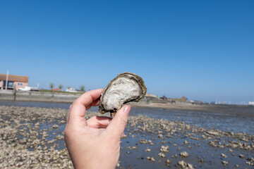 Low tide time in Oosterschelde, sea bottom with variety of wild shells and oysters allowed to be...