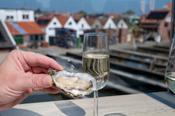 Eating of fresh Zeeuwse creuse oysters on farm in Yerseke with living harvested oysters,...