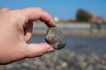 Low tide time in Oosterschelde, sea bottom with variety of wild shells and oysters allowed to be...
