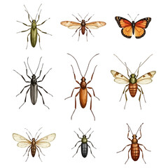 set of insects