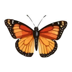 butterfly isolated on white