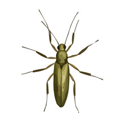 green shield bug
