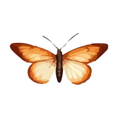 butterfly isolated on white background