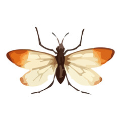 butterfly isolated on white