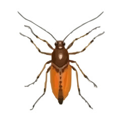 bug on white background