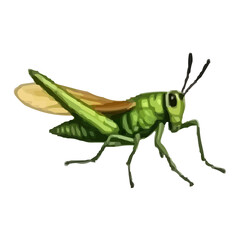 green grasshopper on a white background