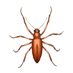 cockroach on white background