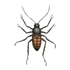 bug isolated on white background