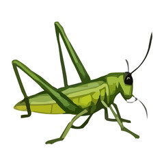 grasshopper on a white background