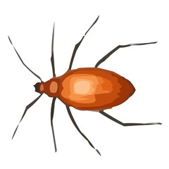 cockroach isolated on white background