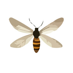 insect vector illustration