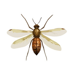 insect vector illustration