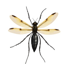 insect vector illustration