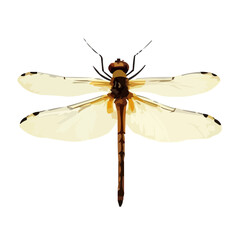 dragonfly isolated on white