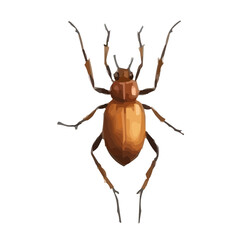 colorado potato beetle