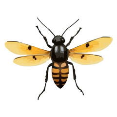 insect vector illustration
