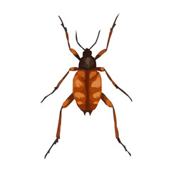 cockroach isolated on white background