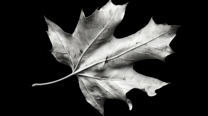 Naklejka premium Detailed Black and White Leaf Close-Up on Black Background