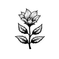 Elegant floral botanical illustration in black and white, botanical elegance