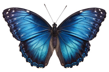 Isolated blue swallowtail butterfly, a colorful winged insect of nature, flies beautifully against white