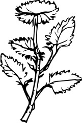 Wildflower Botanical Doodle Illustration
