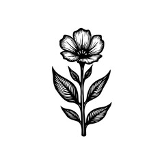 Monochrome Floral Elegance: A Botanical Illustration of a Single Flower