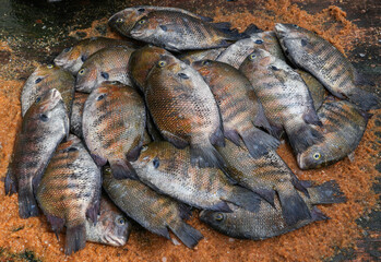 The market for marine fish. Street market. Sale of fresh fish. Freshly caught fish. Fish shop. Products for the restaurant. Fishery. Asian cuisine. Seafood. Healthy diet. Fisherman. Catch. Fresh food