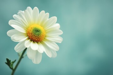 Naklejka premium A Single White Daisy Flower on Teal Background Botanical Spring Bloom Nature Photography