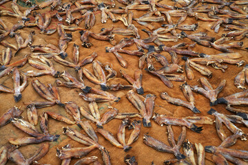 Dry fish on the beach in Sri Lanka, Asia	
