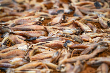 Dry fish on the beach in Sri Lanka, Asia	