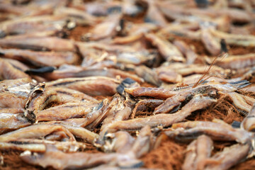 Dry fish on the beach in Sri Lanka, Asia