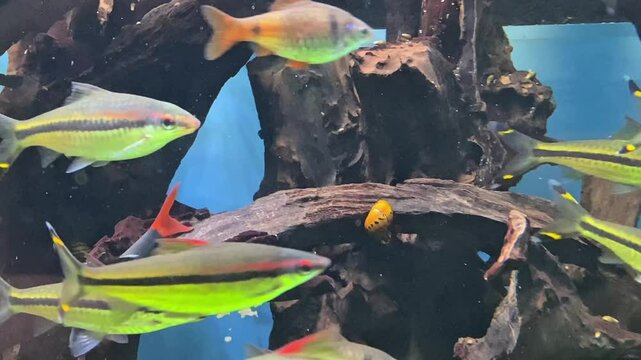Colorful surgeonfish fishes of sea aquarium with coral reef. Foxface rabbitfish, Bluespine Unicornfish and Pyramid butterflyfish. Clownfish, Royal gramma, and Yellowfin Tang. Fishes of Red Sea. High