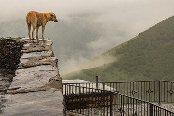 Lonely Dog Standing on a Wet Stone Wall in the Misty Mountainscape of the Georgian Caucasus