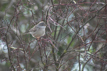 Greater Whitethroat on a branch