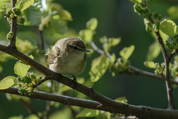 Common Chiffchaff on a branch