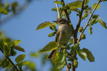 Common Chiffchaff on a branch