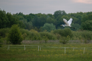 alba flying over the field