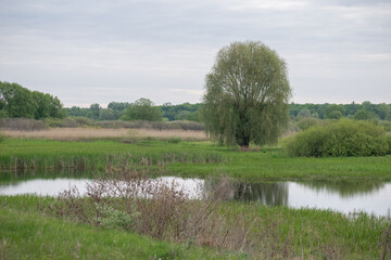 landscape with river and trees