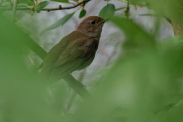 Thrush Nightingale in the wood