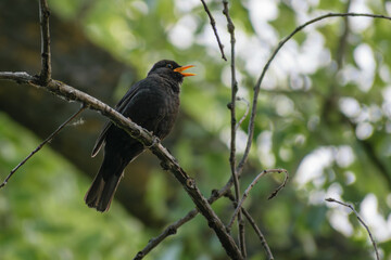 blackbird on a branch