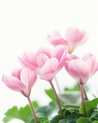 Fototapeta premium Delicate Pink Cyclamen Flowers Against Bright Background