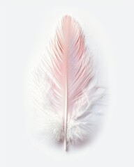 Delicate Pink and White Feather on White Background