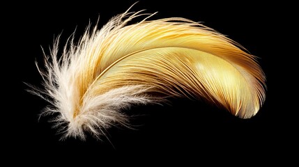 Delicate Golden Feather with Soft Plumage on Black Background