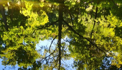 Fototapeta premium Nature reflection of lush green trees on calm water surface tranquil outdoor environment serene landscape viewpoint peaceful concept